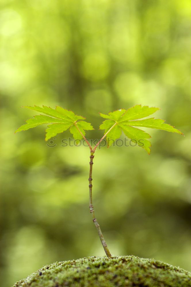 Similar – fern curl Nature Plant