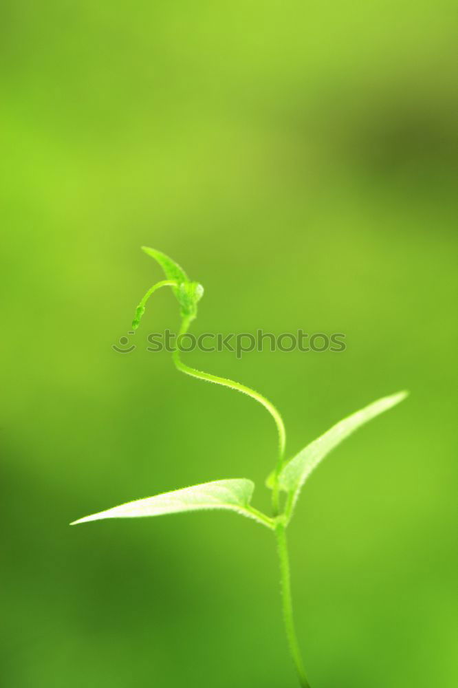 Similar – dandelion Environment