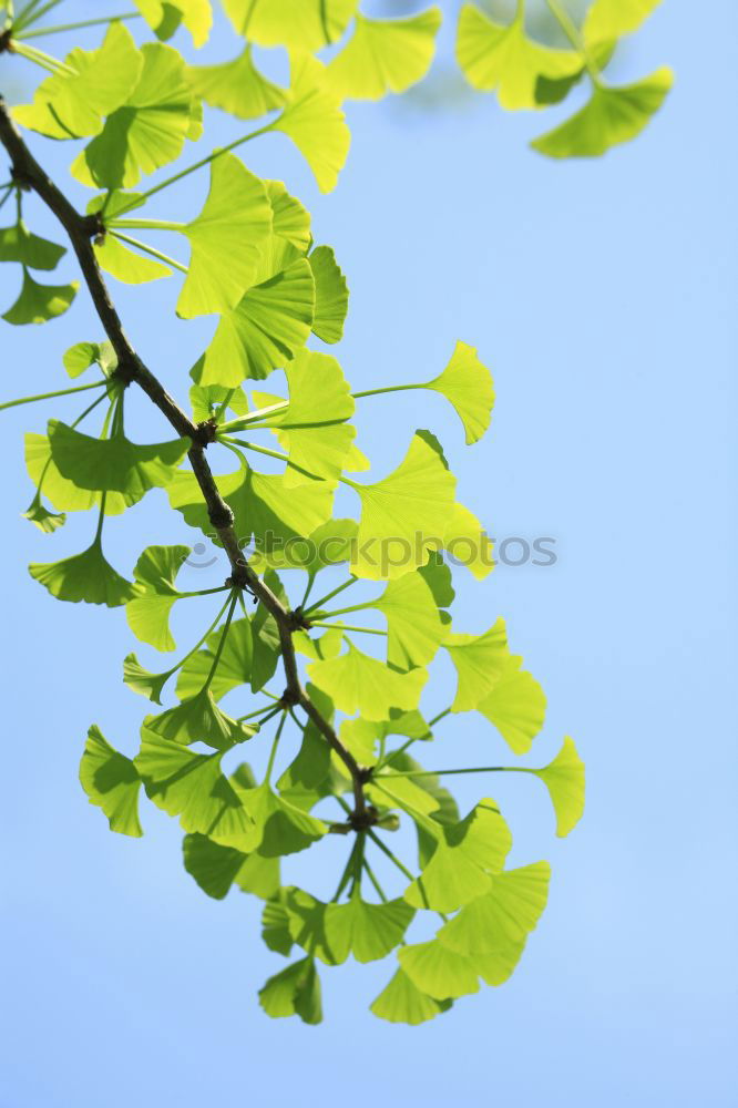 Similar – frühlings grün Blatt Ast