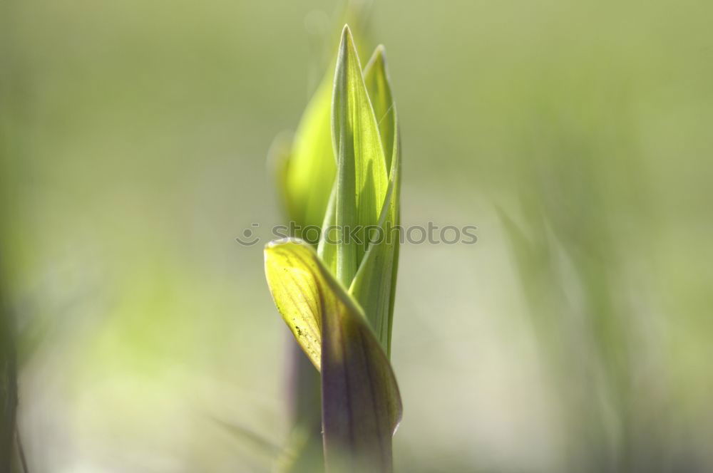 Similar – Sunday flowers Yellow Jump