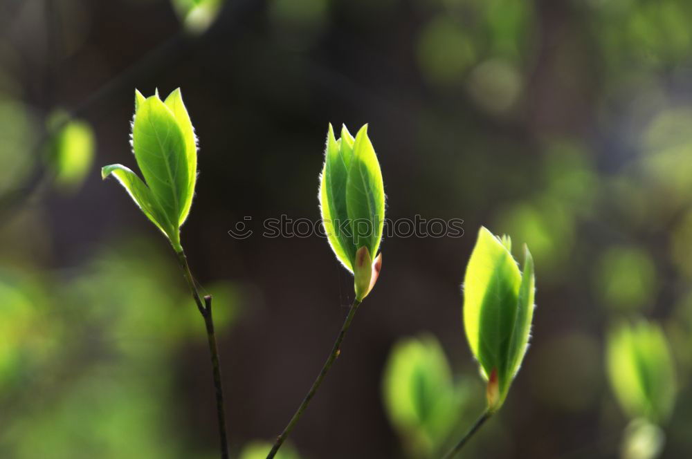 Similar – Grüne Blüten der Euphorbia Characias Wulfenii, allgemein bekannt als Mittelmeer-Wolfsmilch