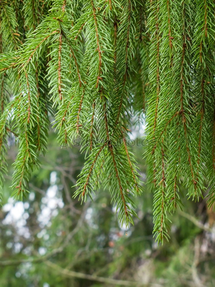 Similar – fir cones Nature Tree