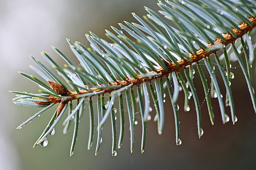 Image, Stock Photo fir cones