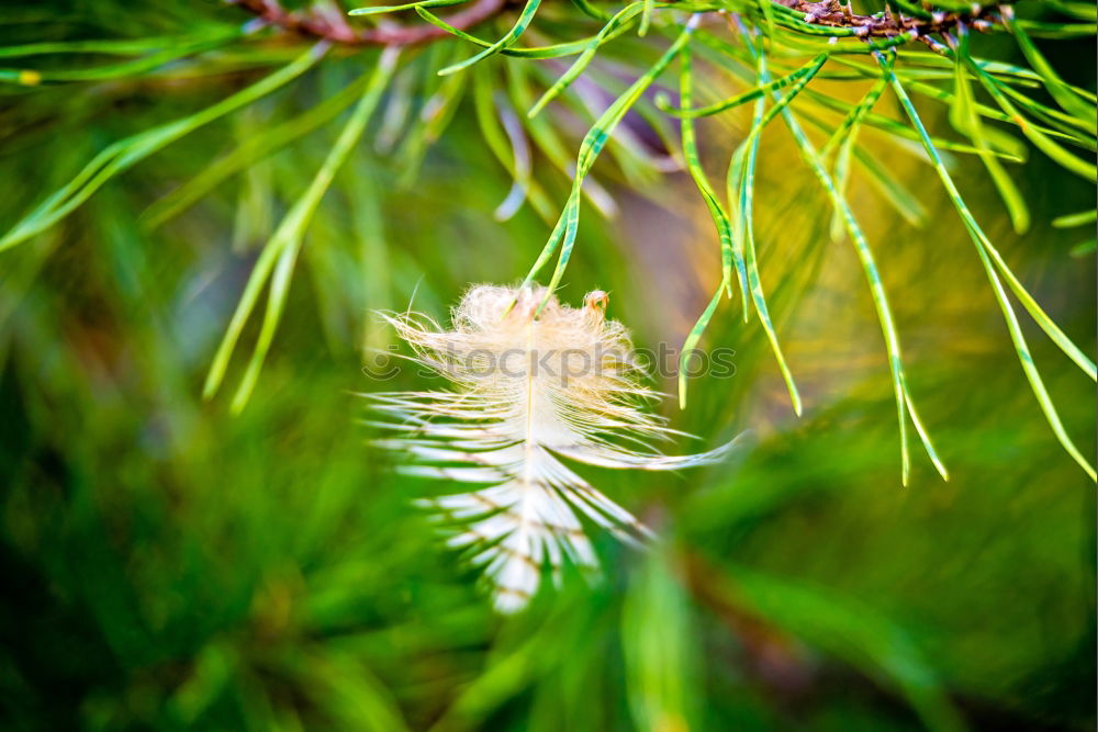 Similar – Image, Stock Photo fir cones