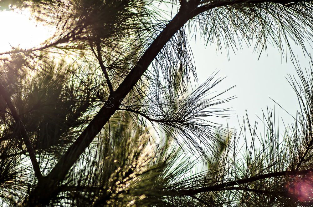 Similar – Olive tree in the evening.