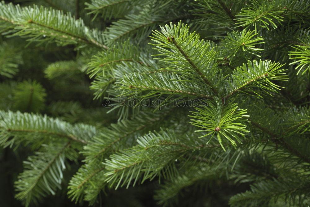 Similar – Image, Stock Photo needles Plant Growth