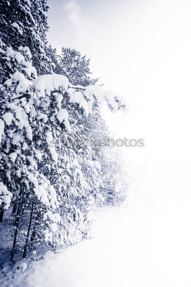 Similar – Image, Stock Photo above the clouds Clouds