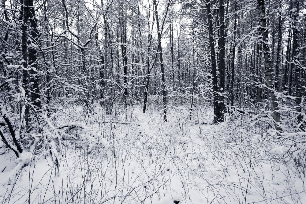 Similar – Image, Stock Photo SNOWMAN Winter Ice Frost