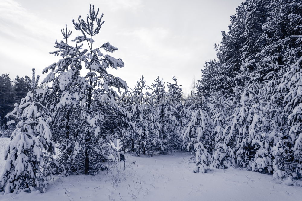 Similar – 3friends Winter forest