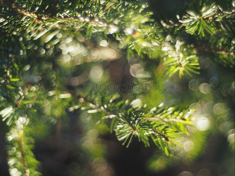 Similar – Fir branches in golden light