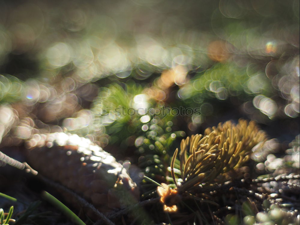 Similar – Image, Stock Photo Leaf in moss Environment