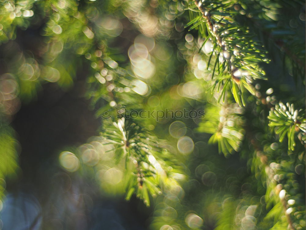 Similar – Image, Stock Photo Snowdrops II Environment