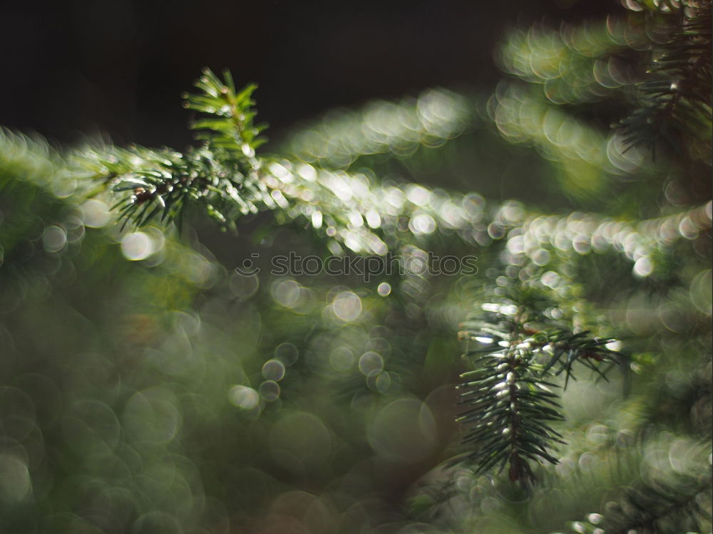 Similar – Fir branches in golden light