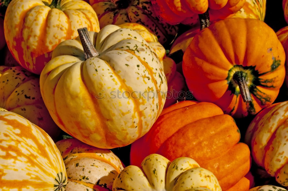 Similar – Pumpkin with colourful autumn leaves