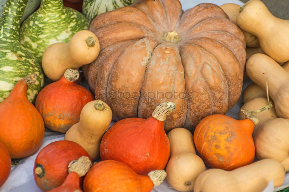 Similar – Pumpkins on the market