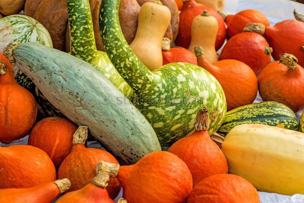 Similar – Pumpkins on the market