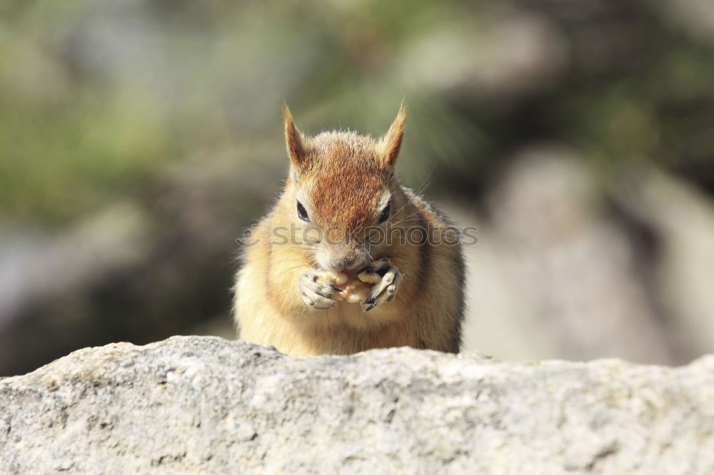 Similar – Image, Stock Photo oregon squirrel II Nature