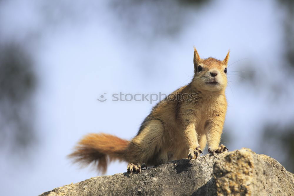 Similar – Image, Stock Photo oregon squirrel II Nature