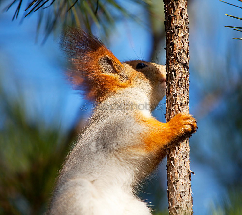 Similar – Image, Stock Photo Squirrel on tree trunk with shallow depth of field in park