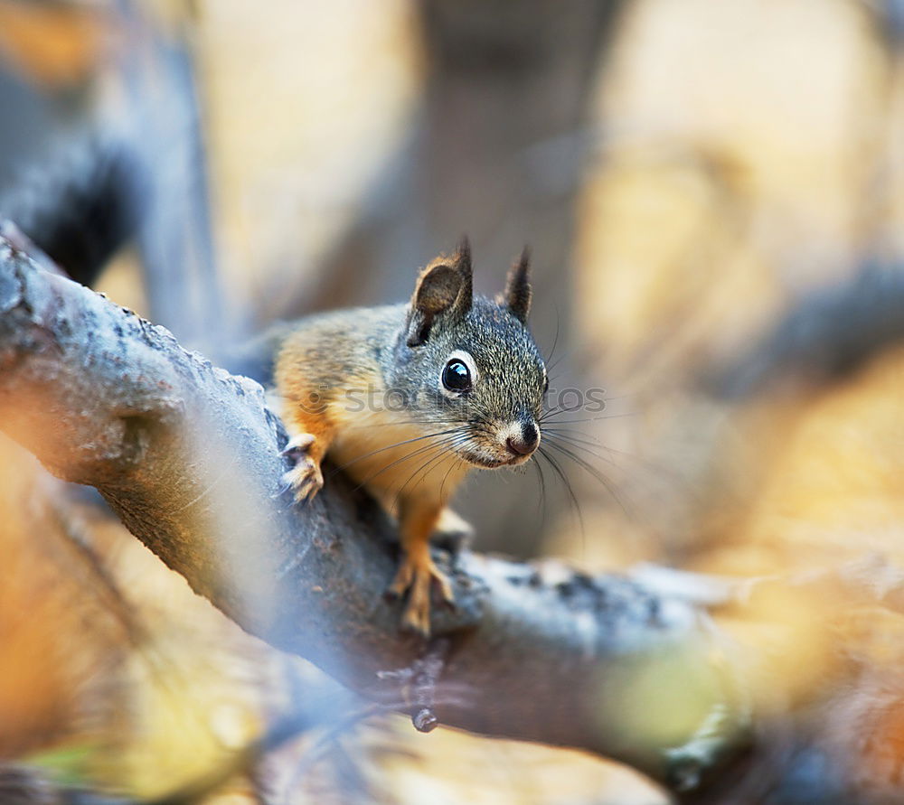 Squirrel stretches out