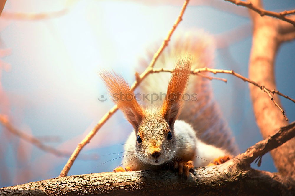 Similar – Image, Stock Photo Curiosity III Squirrel 1