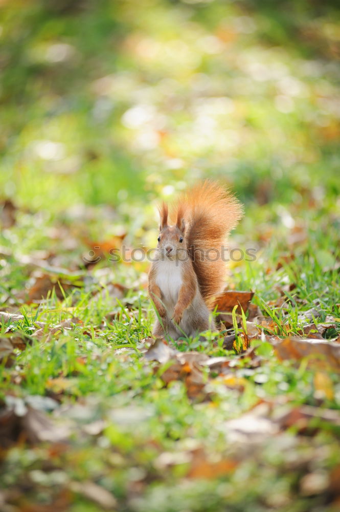 Similar – mampf Eichhörnchen Wald