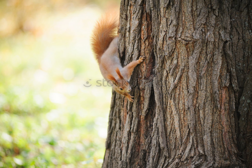 Similar – Image, Stock Photo feeding time Arm Hand