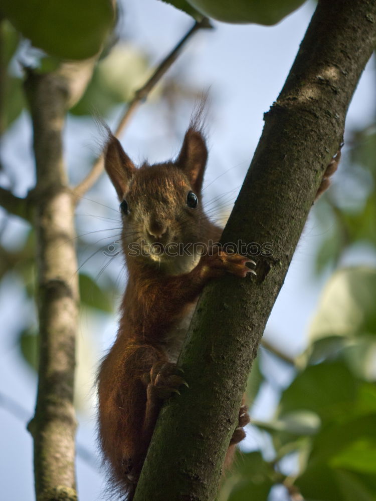 Similar – Curious squirrel in a tree