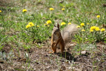 Similar – Image, Stock Photo ground squirrel