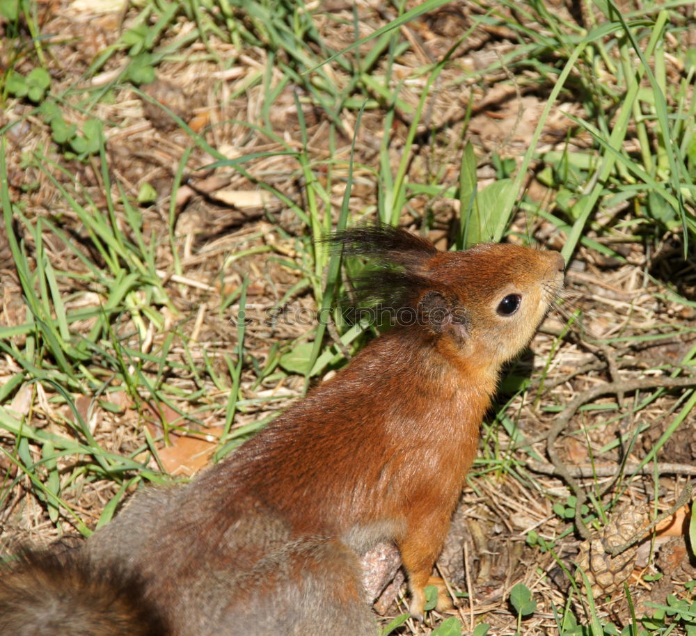 Similar – ? ? ? Eichhörnchen Eiche