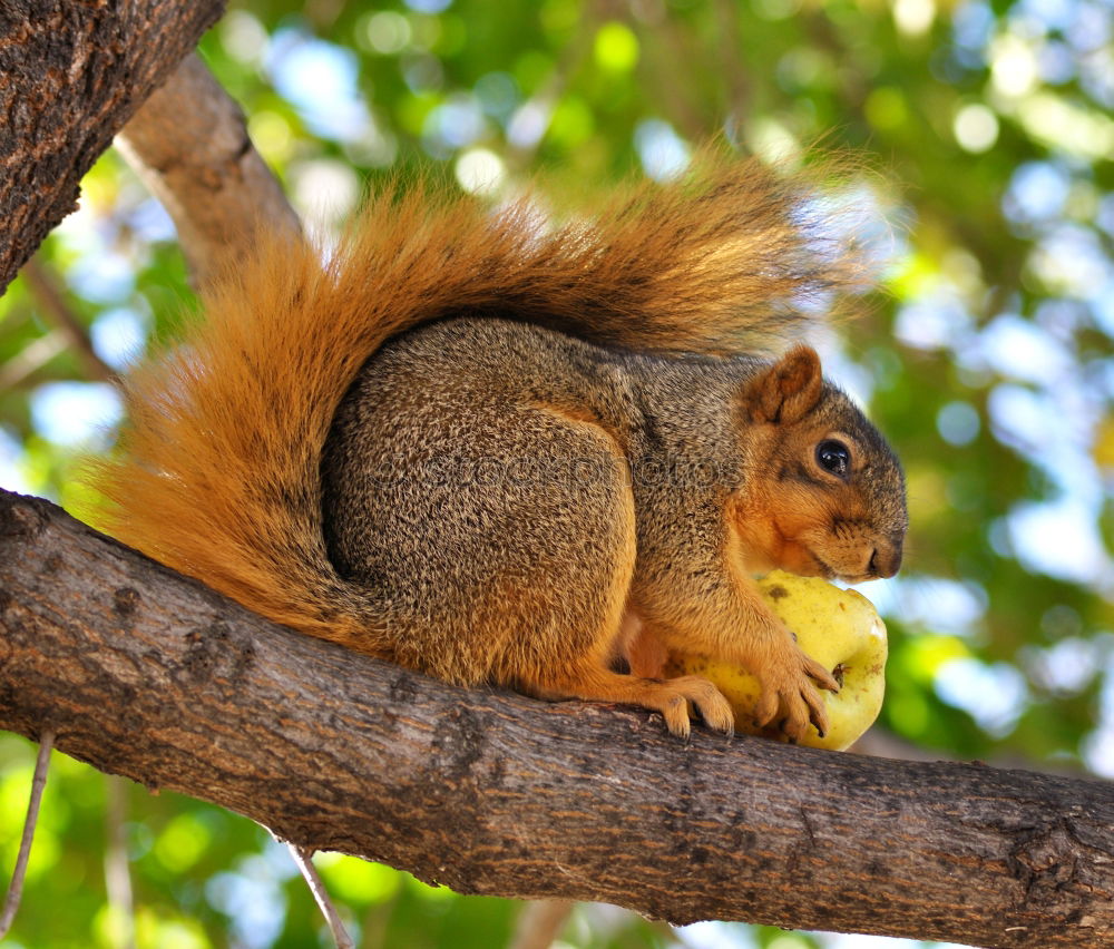 Similar – Squirrel with Walnut