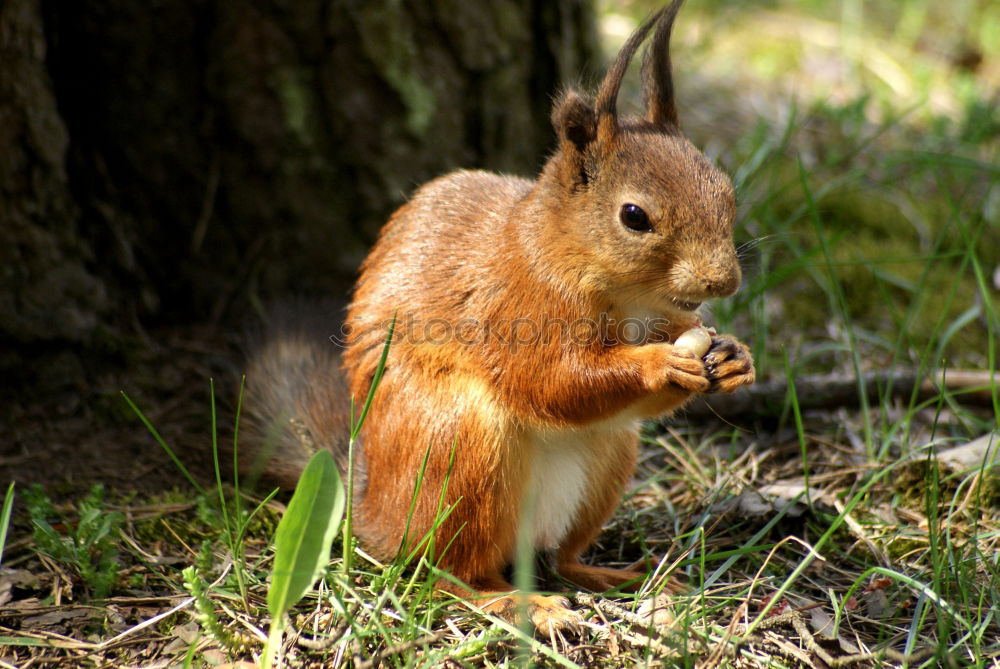 Similar – mampf Eichhörnchen Wald