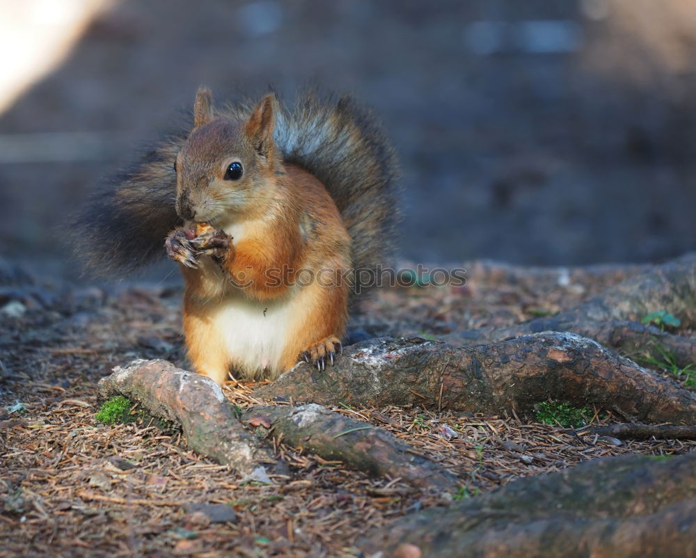 Similar – Image, Stock Photo 600! Really. Oh, if I had so many nuts…