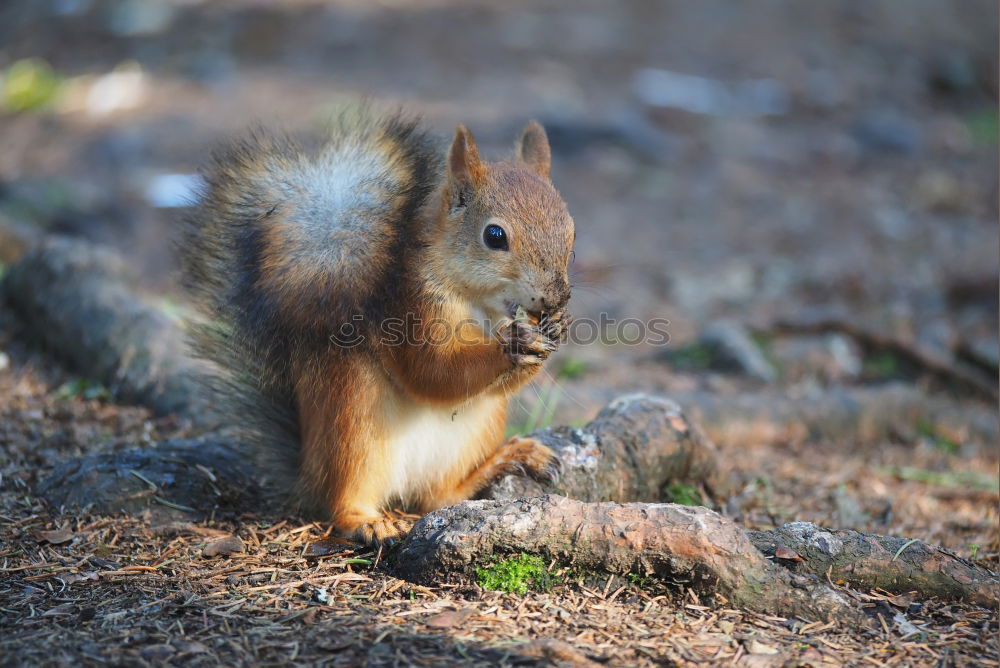 Similar – Curious squirrel