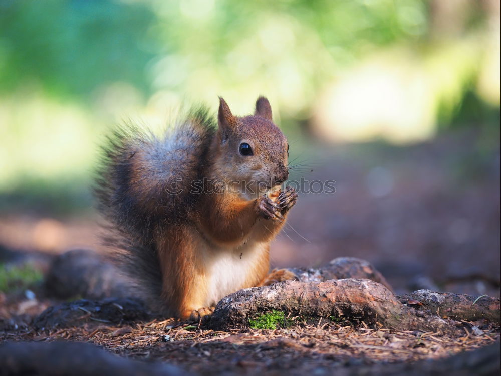 Similar – Frühstück Umwelt Natur