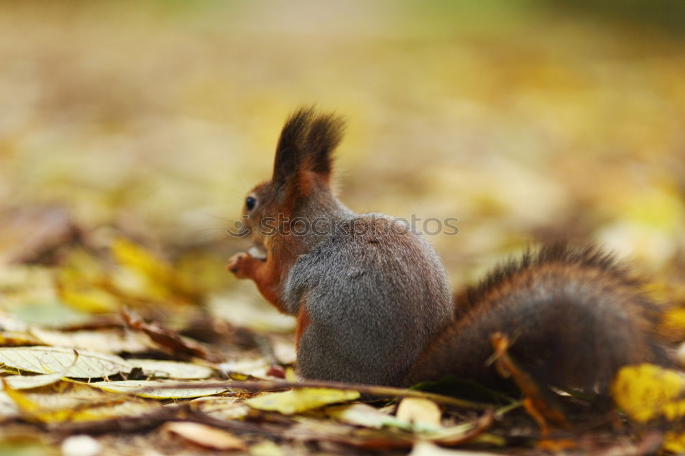 Similar – Image, Stock Photo Red Squirrel