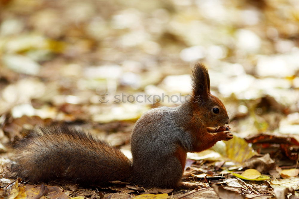 Similar – ? ? ? Eichhörnchen Eiche