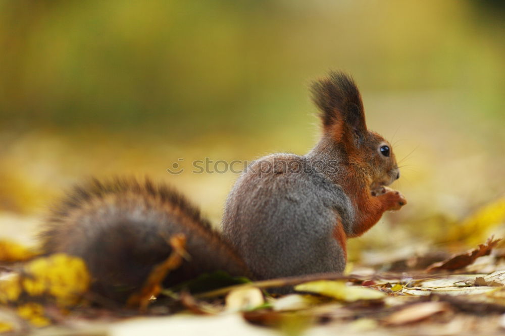 Image, Stock Photo Red Squirrel