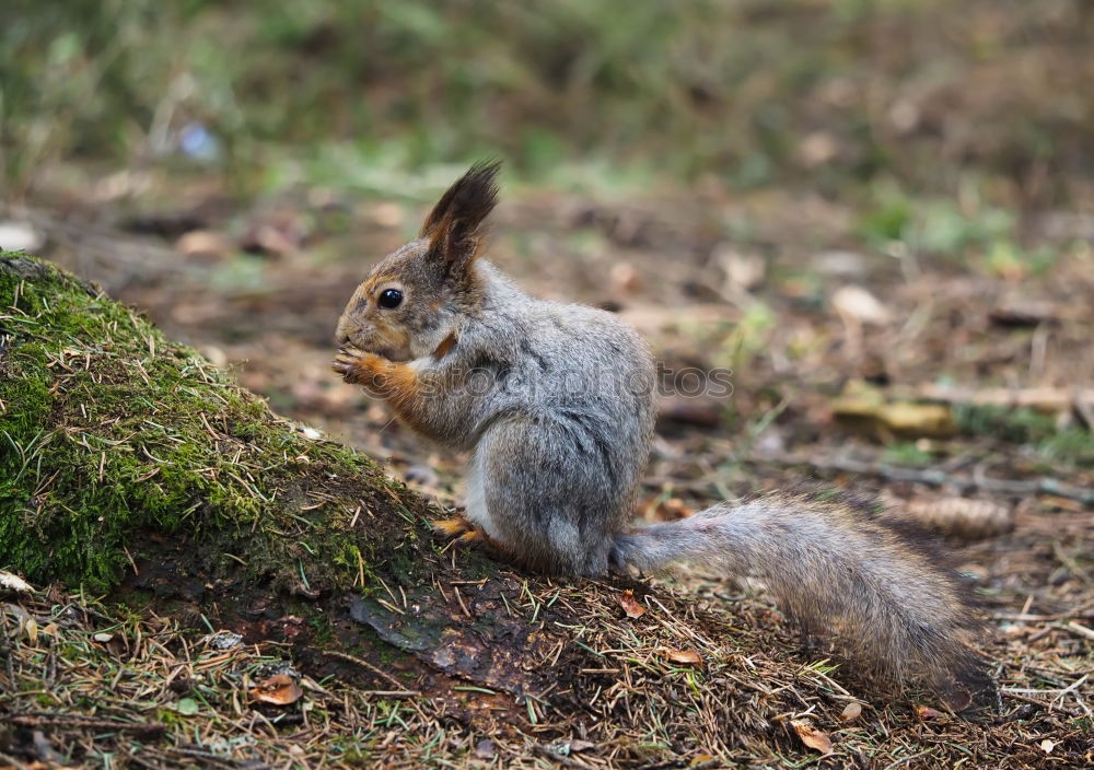 Similar – Lieblingstier: Eichhörnchen! Teil 6