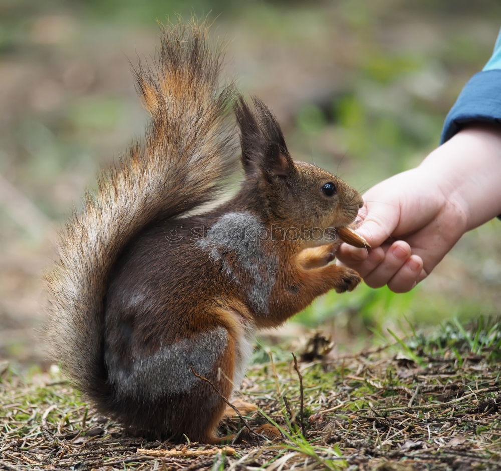 Foto Bild Eichhörnchen Hand Tier