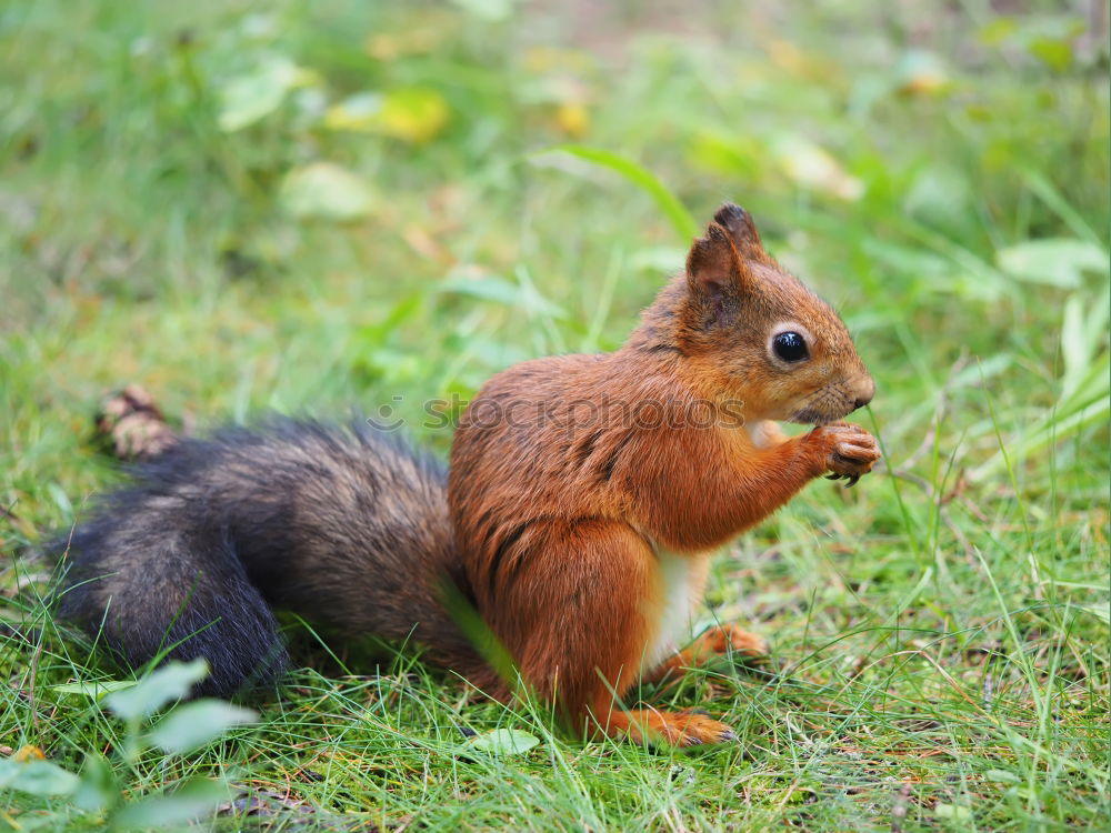 Similar – Frühstück Umwelt Natur