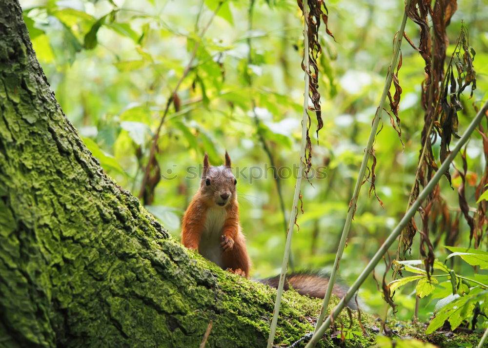 Similar – squirrel on moss catching