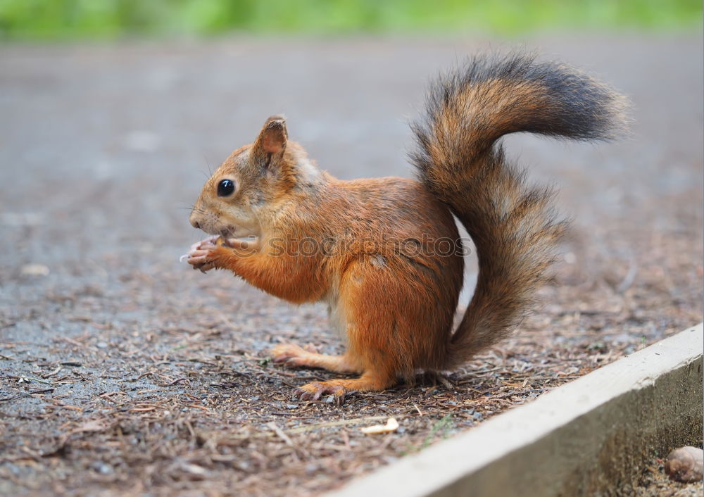 Similar – Frühstück Umwelt Natur