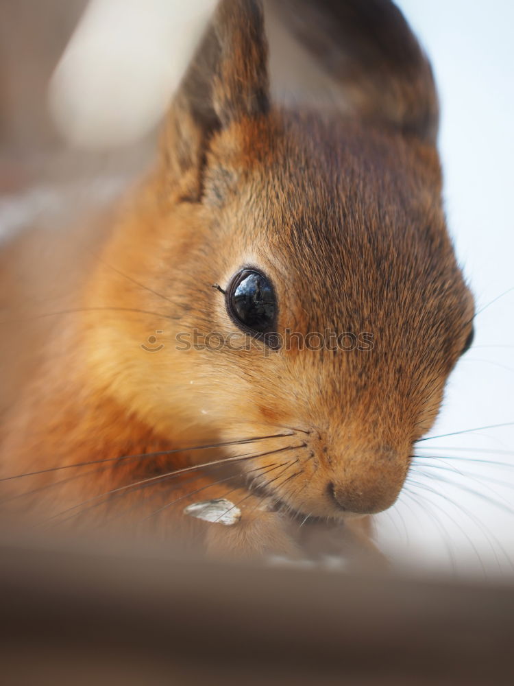 Image, Stock Photo hamsters Animal Pet 1 Gray