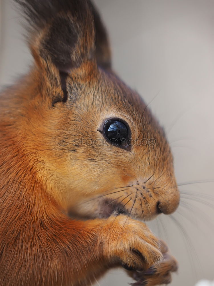 Similar – Degu says hello