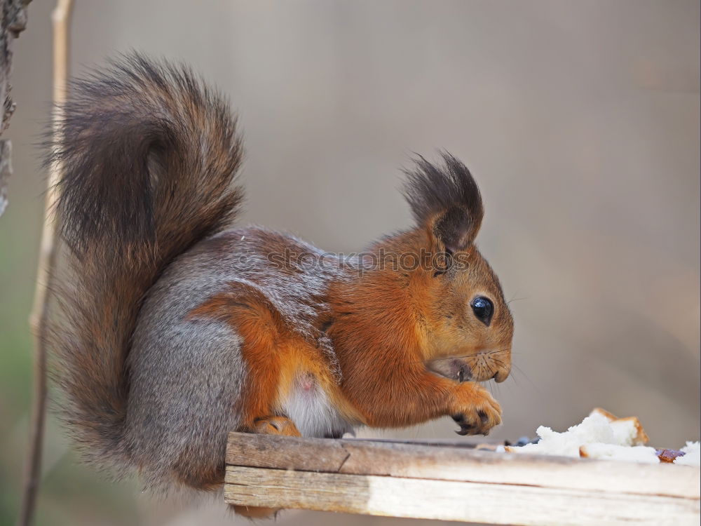 Similar – Nibbling squirrel in a tree