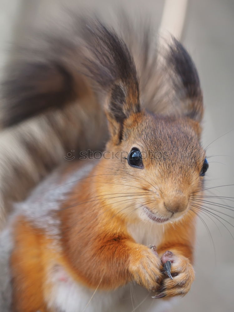 Similar – Image, Stock Photo hamsters Animal Pet 1 Gray