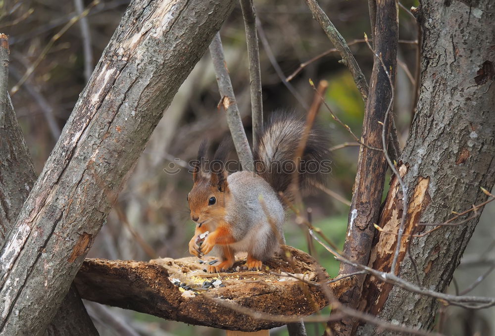 Similar – Foto Bild Spatz im Gestrüpp Natur