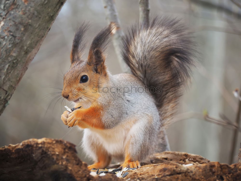 Similar – Nibbling squirrel in a tree