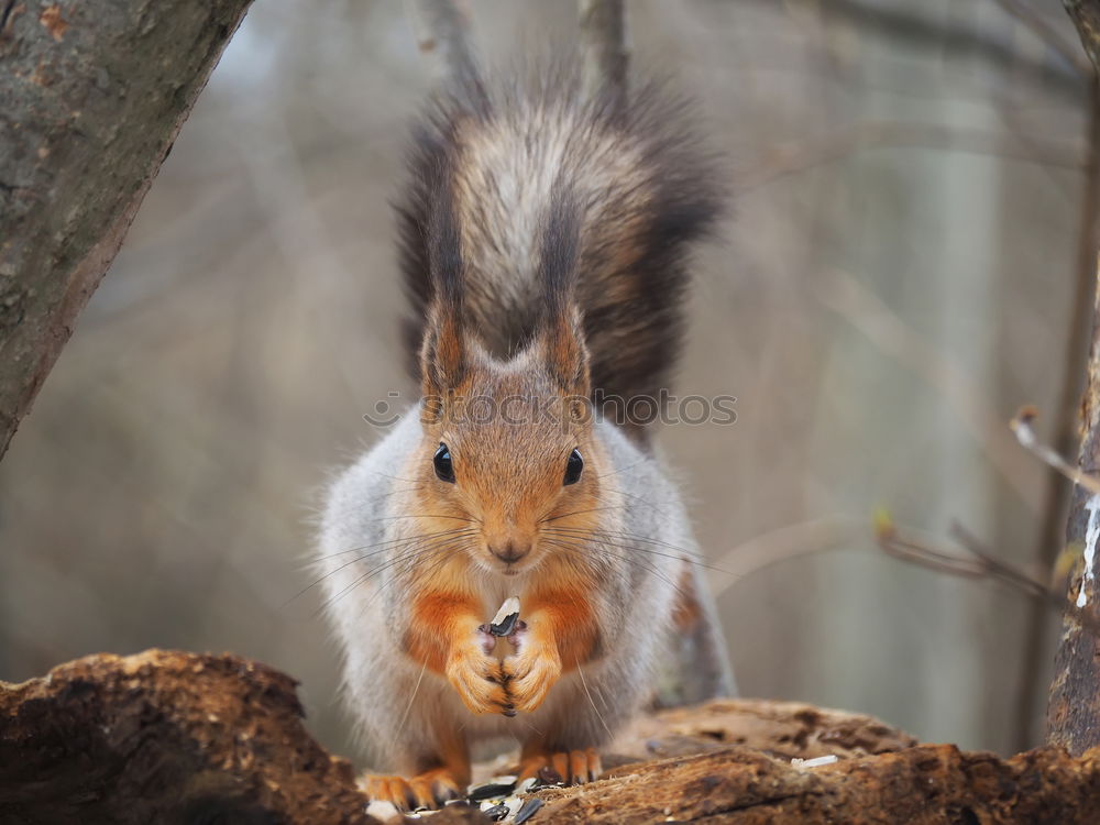 Similar – Curious squirrel